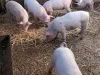 خنازير (دفعة، الجنس غير محدد), الخنازير — الصورة 2