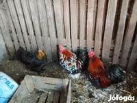 कोचीन — फ़ोटो 1