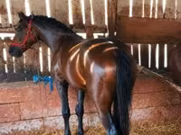 Caballo, Caballos — foto 2