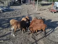 Қошқар, Cameroon sheep — 3-сурет