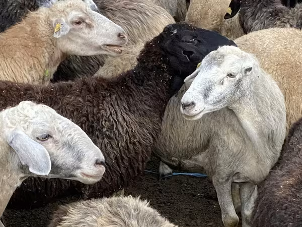 Brebis, Moutons