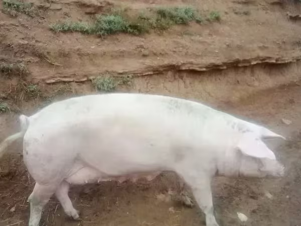 Locha, Крупная белая