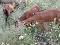 Koza, Nubian Goat — zdjęcie 5