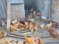 Chickens — Foto 3