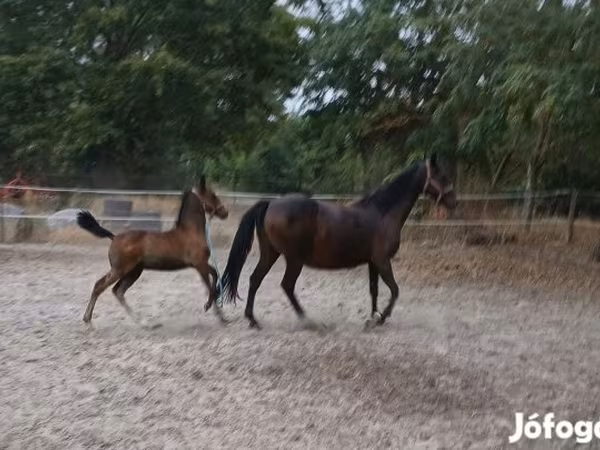 Yegua, Lipizzaner
