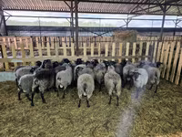 Ovca, Romanov sheep — fotografija 4