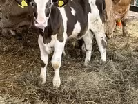 公牛, Russian Black pied cattle — 照片 4