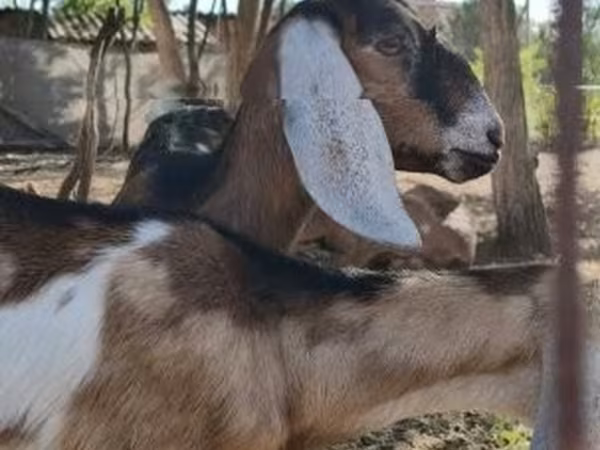 Echki, Nubian Goat
