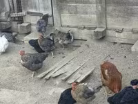 Chickens — 照片 1