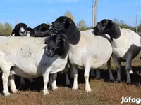 Carnero, Dorper sheep — foto 4