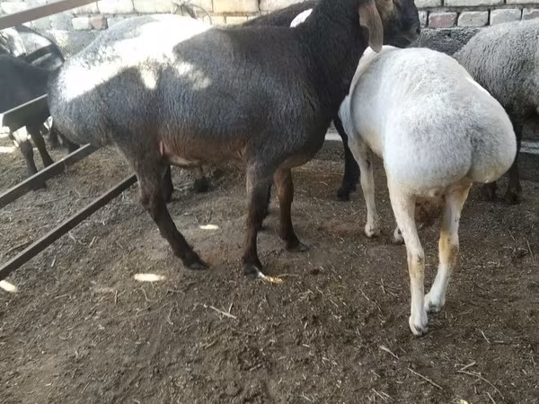 Ram, Sheep