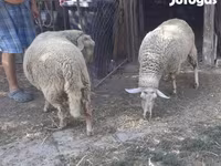 Sheep, Sheep — photo 7