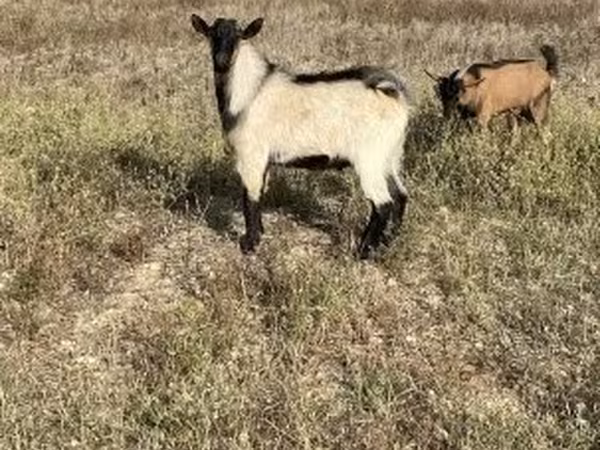 Ziegenbock, Alpine goat