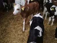 公牛, Limousin cow — 照片 6