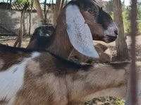 Cabra, Nubian Goat — foto 1