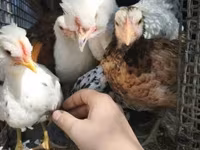 Chickens — Foto 6