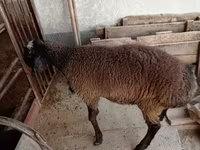 雄羊, Blackheaded Persian sheep — 写真 1