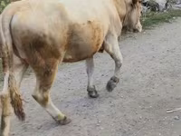母牛, Alatau breed — 照片 1