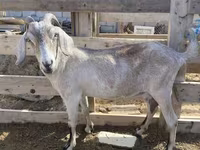 Chèvre, Saanen goat — photo 2