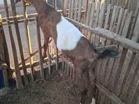 Koza, Nubian Goat — fotografija 7