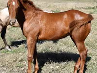 雌馬, Quarter Horse — 写真 1