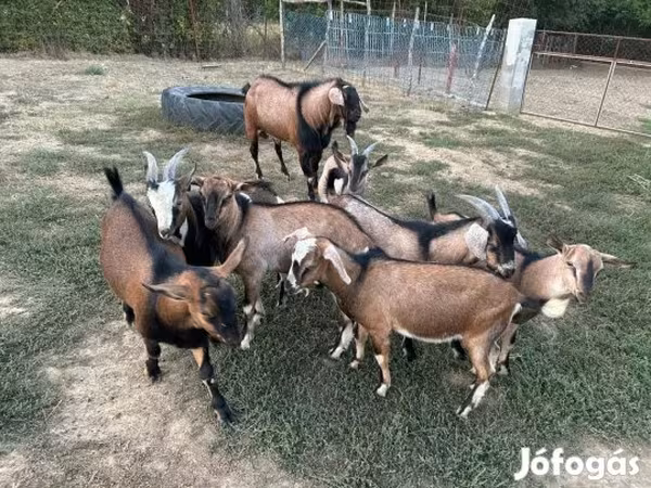 Jarac, Козе