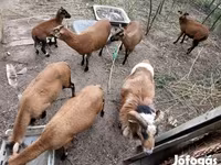 公羊, Cameroon sheep — 照片 5