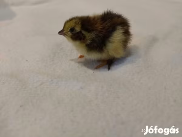 Quails