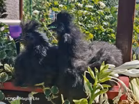 Silkie — zdjęcie 2