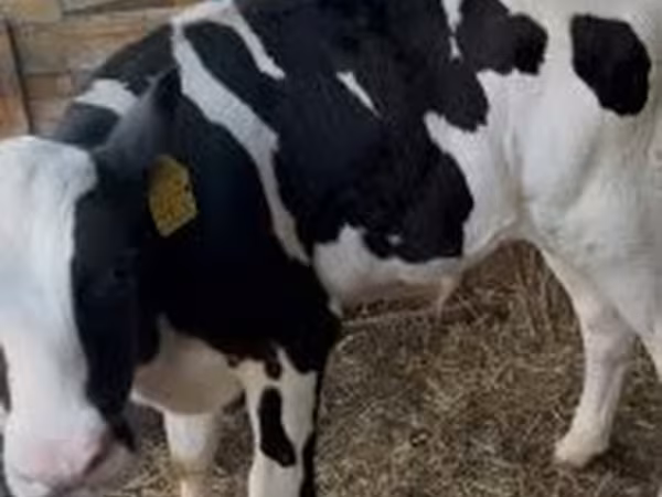 雄牛, Russian Black pied cattle — ハンガリー