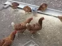 Chickens — Foto 2