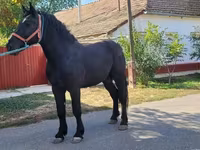 Koń, Konie — zdjęcie 3