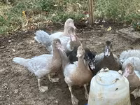Ducks — الصورة 2