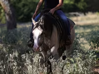 Kobyła, Quarter Horse — zdjęcie 4