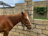 Horses (batch, sex not specified), Horses — photo 2