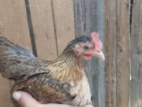 Japanese Bantam — photo 5