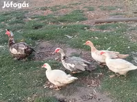 Ducks — photo 2