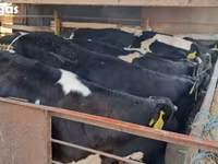Bulle, Russian Black pied cattle — Foto 8