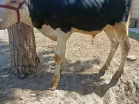 Бұқа, Russian Black pied cattle — 3-сурет