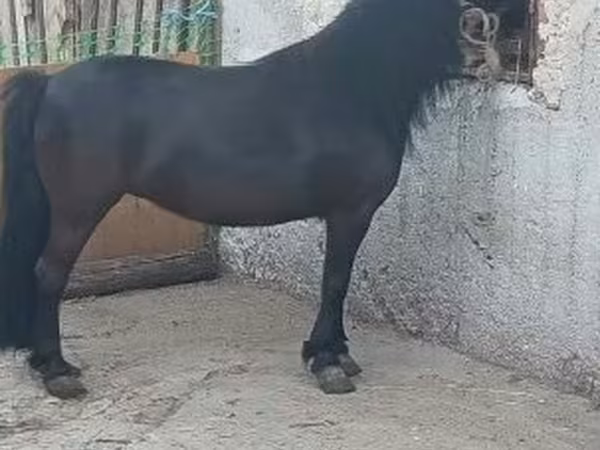 Égua, Cavalos