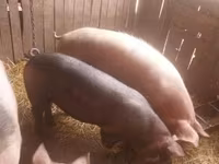Säue, Schweine — Foto 7