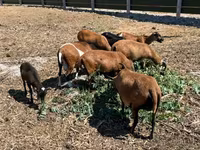雄羊, Cameroon sheep — 写真 2