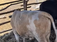 Byk, Simmental cattle — zdjęcie 1