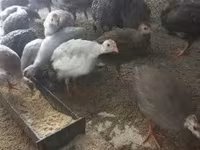 Guinea fowl — photo 5