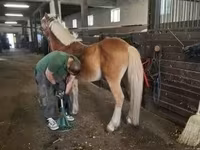 雄馬, Haflinger — 写真 3