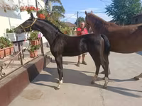 Caballo, Dutch warmblood horse — foto 3