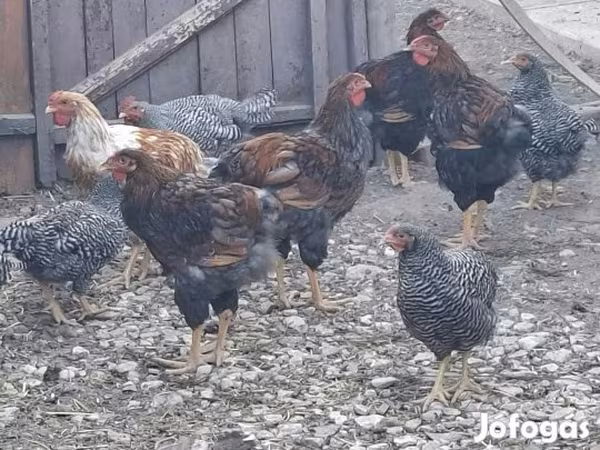 Chickens