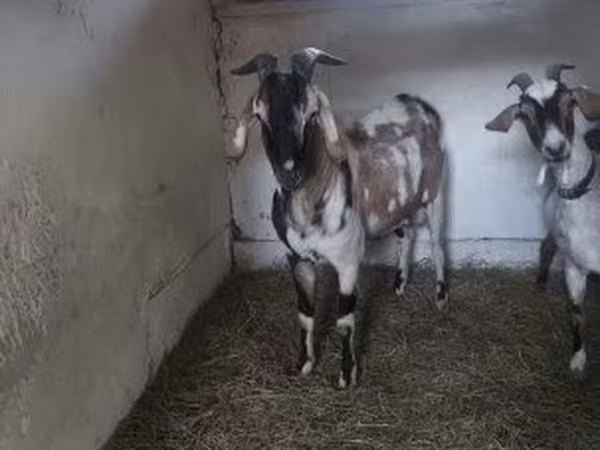 Ziegenbock, Nubian Goat