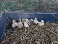 Chickens — Foto 3