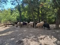Schaf, Racka sheep — Foto 4